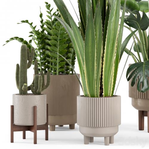 Indoor Plants in Standing Legs Small Bowl Concrete Pot - Set 245