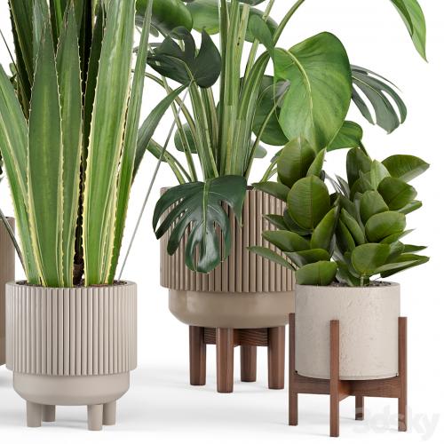 Indoor Plants in Standing Legs Small Bowl Concrete Pot - Set 245