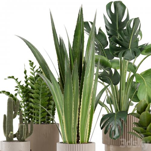 Indoor Plants in Standing Legs Small Bowl Concrete Pot - Set 245