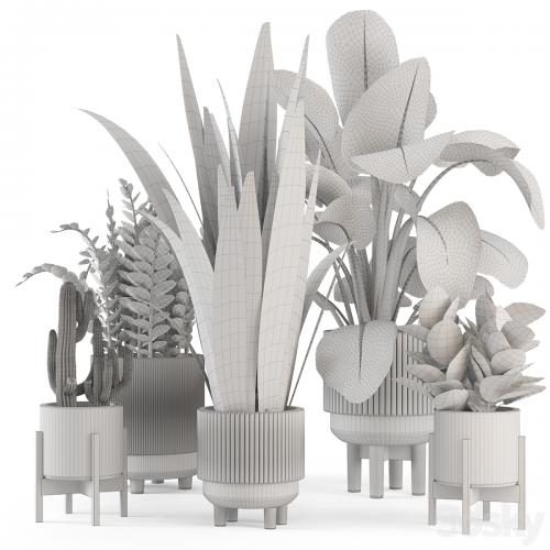 Indoor Plants in Standing Legs Small Bowl Concrete Pot - Set 245