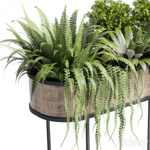 collection Indoor plant 116 stand pot bax wood vase pot fern tree grass