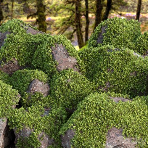 Mossy rock garden collection vol 140