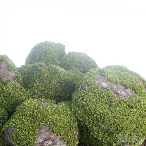 Mossy rock garden collection vol 140