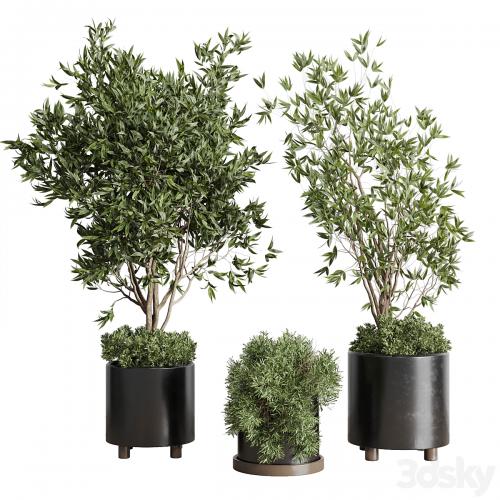 Indoor plant set 298 concrete vase plant tree bush pot