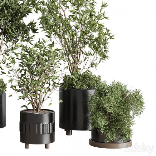 Indoor plant set 298 concrete vase plant tree bush pot