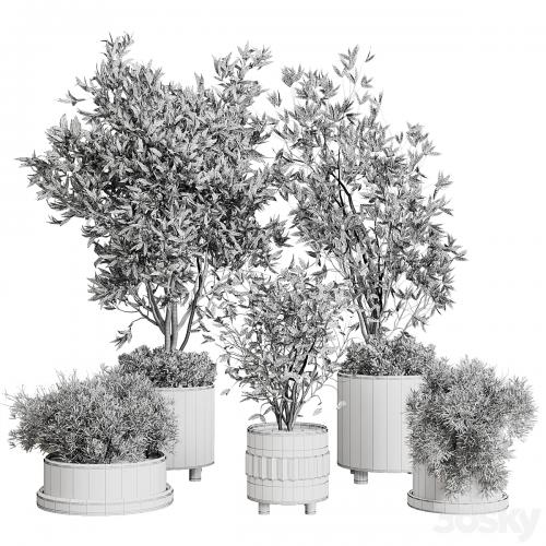 Indoor plant set 298 concrete vase plant tree bush pot