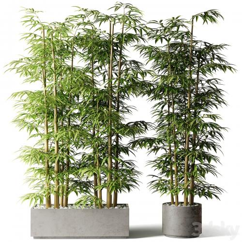 Bamboo in rectangular and round pots