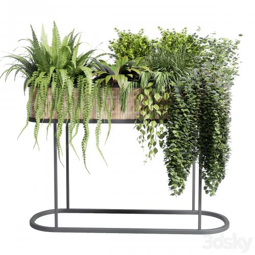 collection Indoor plant 116 stand pot bax wood vase pot fern tree grass