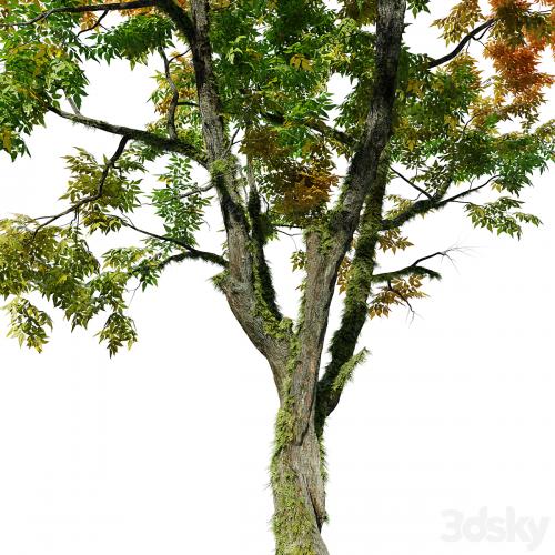 Autumn fraxinus pennsylvanica