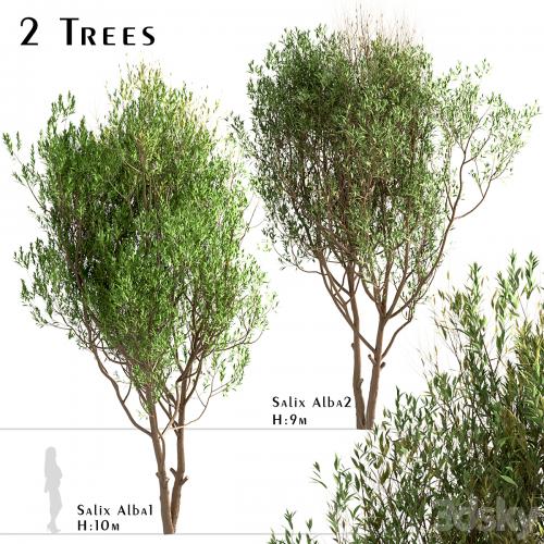 Set of Salix Alba Trees (White Willow) (2 Trees)