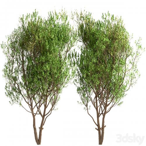 Set of Salix Alba Trees (White Willow) (2 Trees)