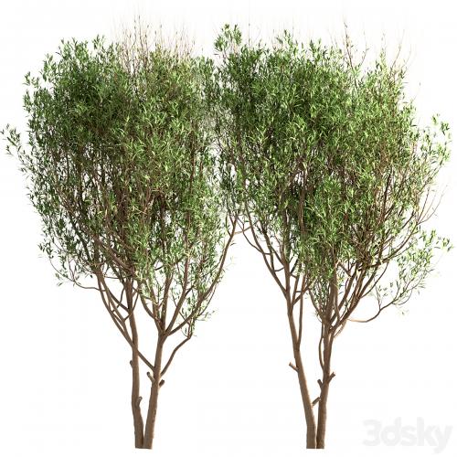 Set of Salix Alba Trees (White Willow) (2 Trees)