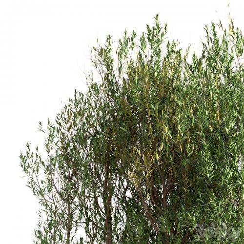 Set of Salix Alba Trees (White Willow) (2 Trees)