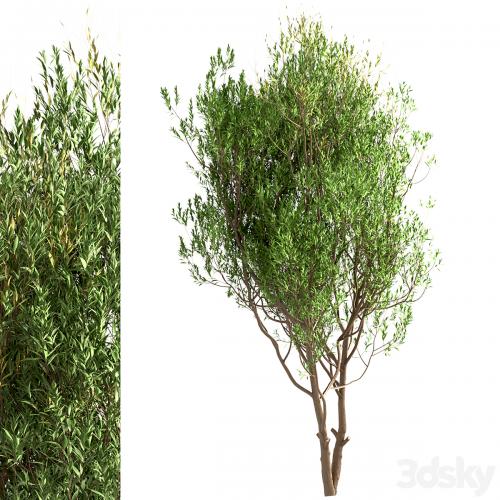 Set of Salix Alba Trees (White Willow) (2 Trees)