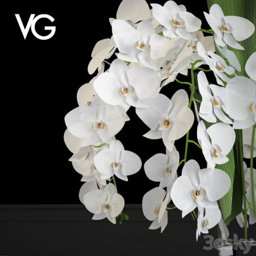 Decorative arrangement of orchids VG