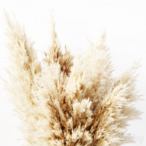 Dried Pampas Grass 02