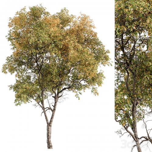 Broadleaf Tree - Tree Set 227