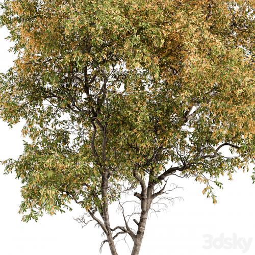 Broadleaf Tree - Tree Set 227