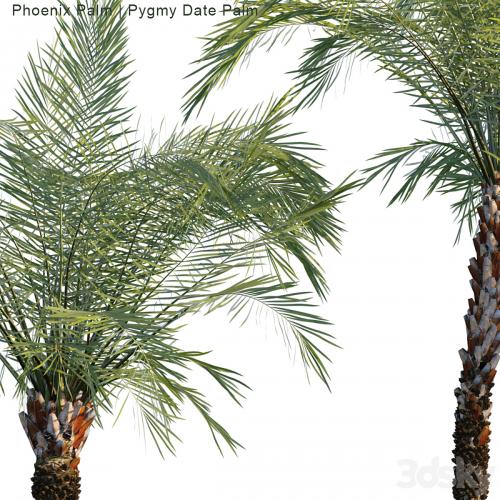 Phoenix Palm | Pygmy date palm