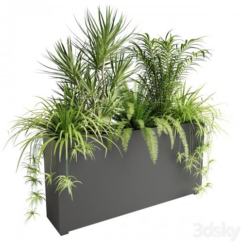 Indoor plants in outdoor boxes