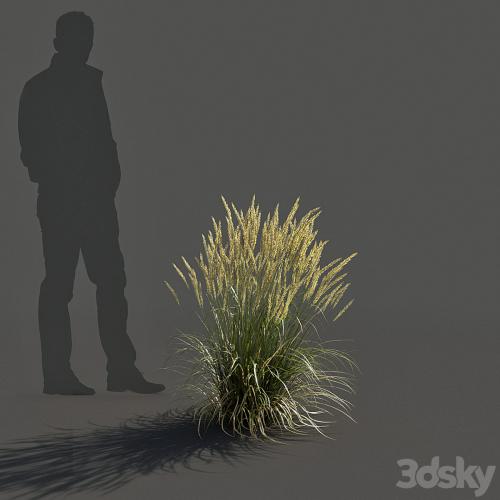 Feather Reed Grass - Calamagrostis acutiflora - Low