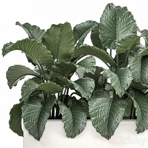 Exotic decorative lush thickets of Alchemy bushes in a white pot flowerbed. Set 507.