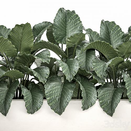 Exotic decorative lush thickets of Alchemy bushes in a white pot flowerbed. Set 507.