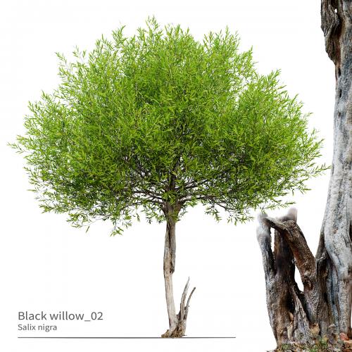 Black willow_02