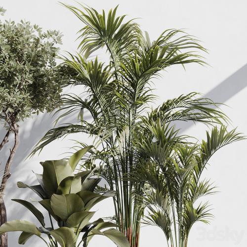 indoor plant set 78