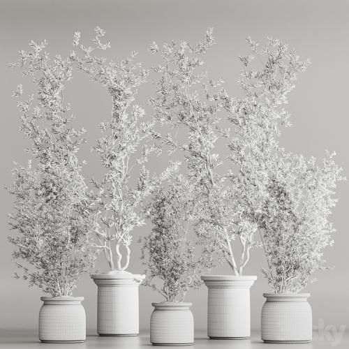 Indoor Plant Set 81 Dry Plants