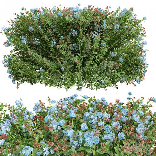 New Plant Ceratostigma Plumbaginoides Bleiwurz Box