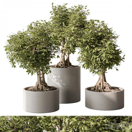 indoor Plant Set 440 - Bonsai