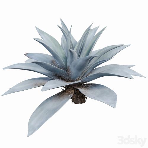 Agave 03