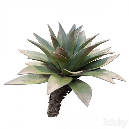 Agave 03