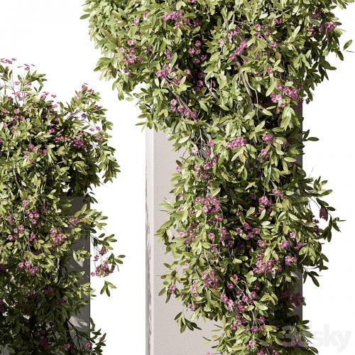 Hanging Plant in Box - Outdoor Plants 454