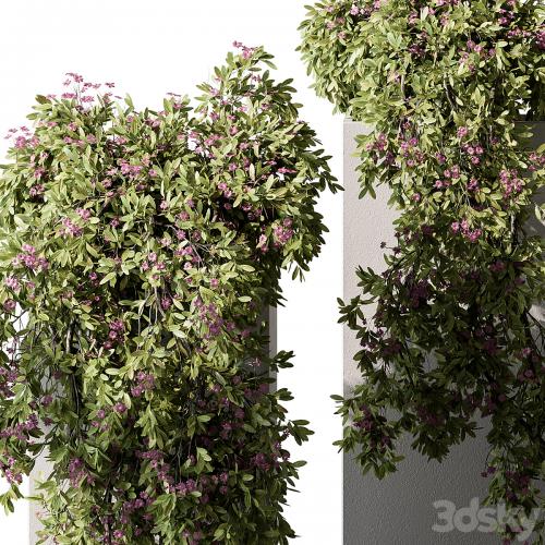 Hanging Plant in Box - Outdoor Plants 454