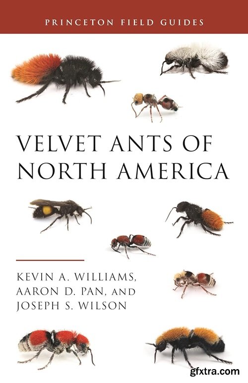 Velvet Ants of North America