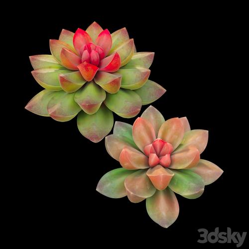 Succulent plants 02