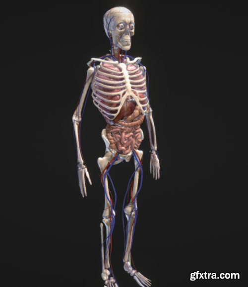 Human Body with circulatory system