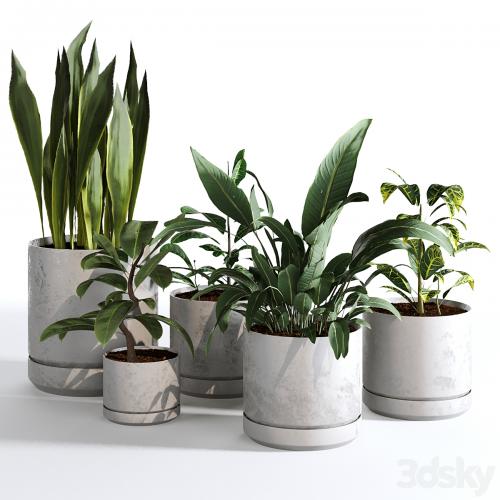 Indoor Plants Collection - Set 03