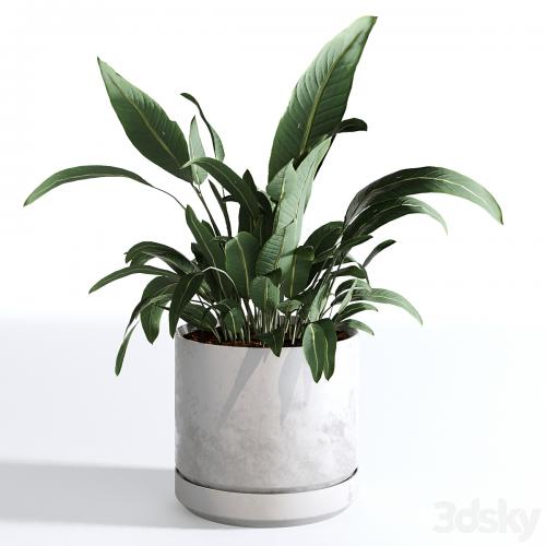 Indoor Plants Collection - Set 03