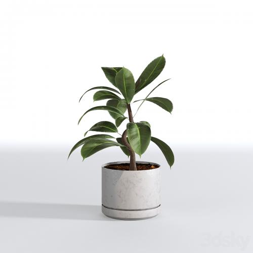 Indoor Plants Collection - Set 03