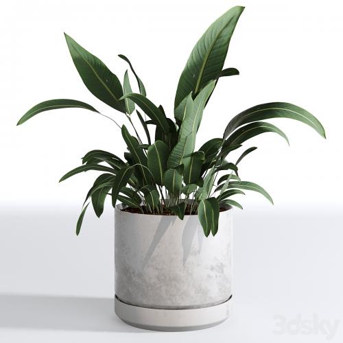 Indoor Plants Collection - Set 03