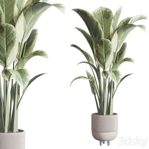 ficus elastica pot Indoor outdoor plant 296 concrete dirt vase