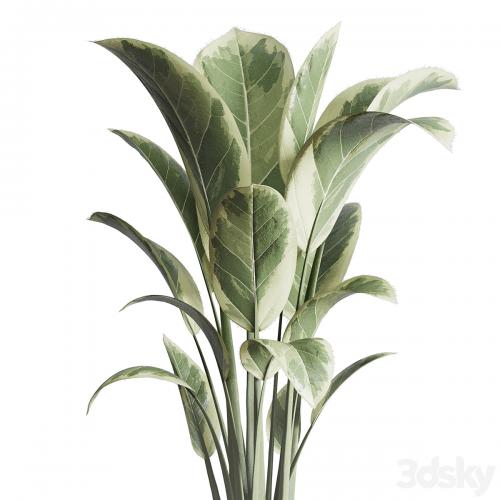 ficus elastica pot Indoor outdoor plant 296 concrete dirt vase