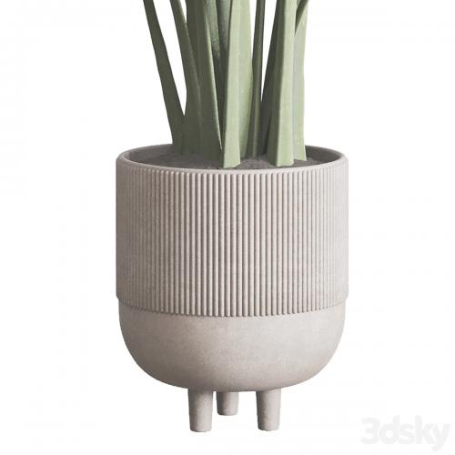 ficus elastica pot Indoor outdoor plant 296 concrete dirt vase