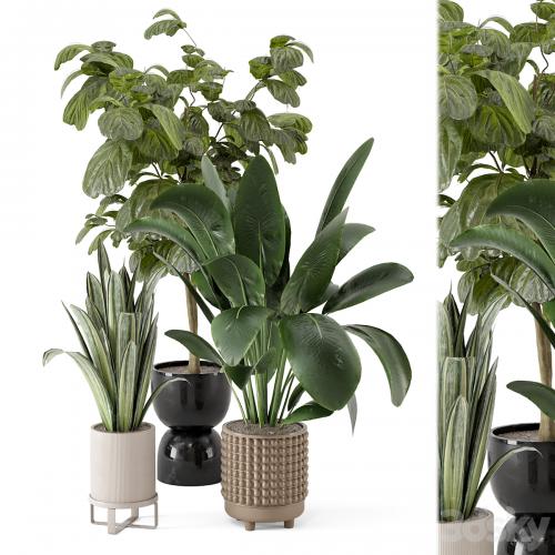 Indoor Plants in Ferm Living Bau Pot Large - Set 1044