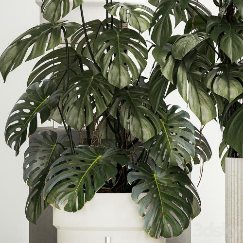 Beautiful plants in modern pots are monstera bush and alokasia. Set of plants 1218