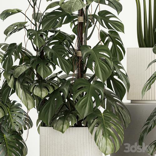 Beautiful plants in modern pots are monstera bush and alokasia. Set of plants 1218