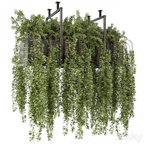 Indoor Hanging Plants in Metal Box - Set 303